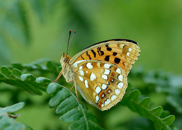 High Brown Fritillary Argynnis adippe