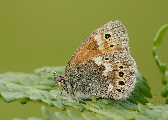 Large Heath Coenonympha tullia polydama