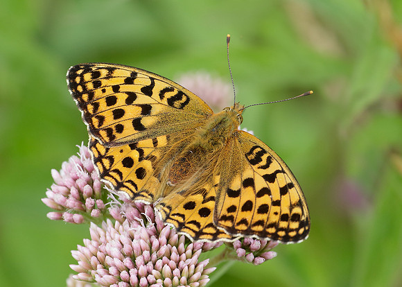 High Brown Fritillary Argynnis adippe