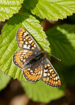 Marsh Fritillary Euphydryas aurinia