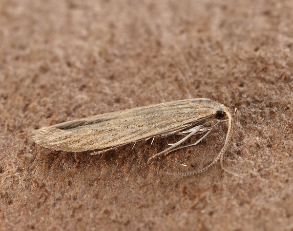 37.104 BF567 Coleophora adspersella