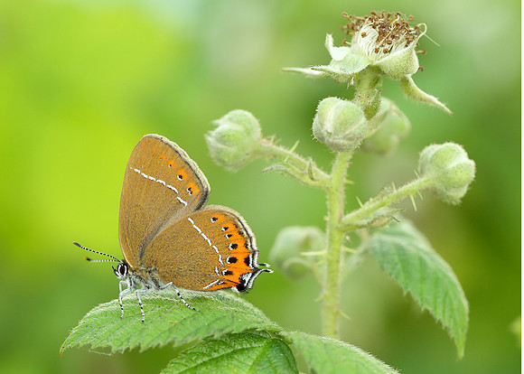 Black Hairstreak Satyrium pruni