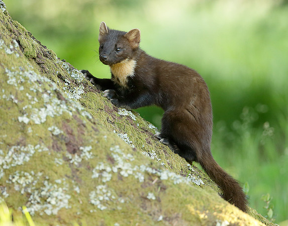 Pine Marten Martes martes