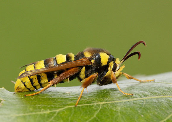 52.002 BF0370 Hornet Moth Sesia apiformis