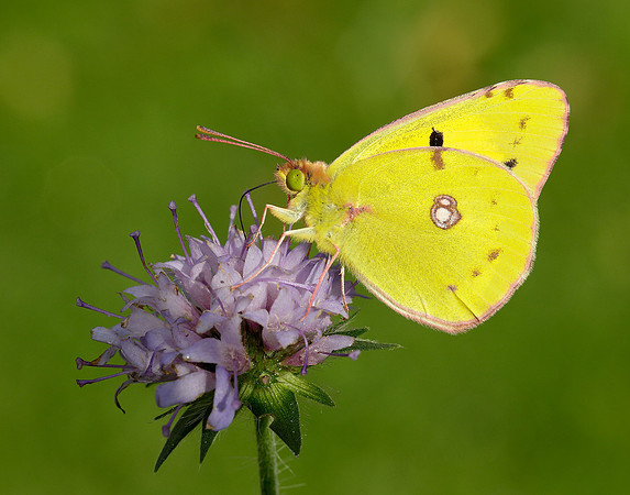 Clouded Yellow Colias croceus