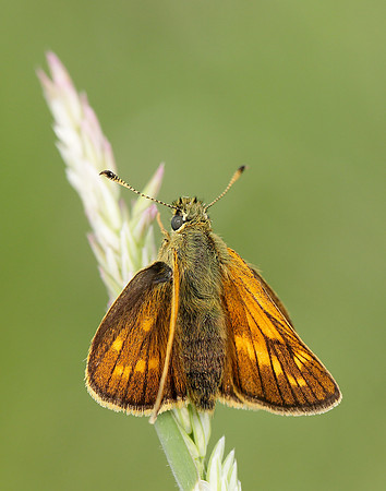 Large Skipper Ochlodes venata