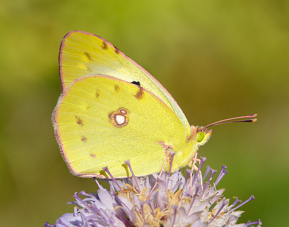 Clouded Yellow Colias croceus