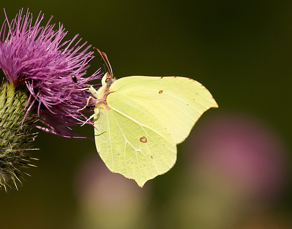 Brimstone Gonepteryx rhamni
