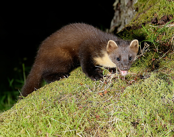 Pine Marten Martes martes