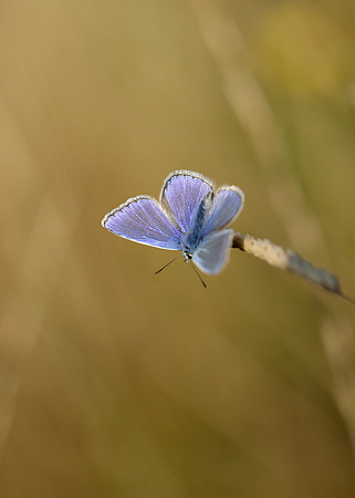 Common Blue Polyommatus icarus
