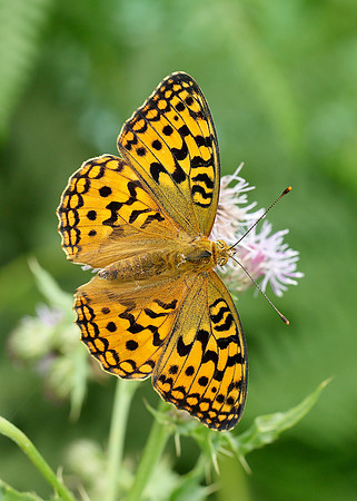 High Brown Fritillary Argynnis adippe