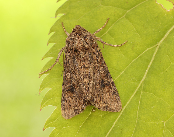 73.255 BF2145 The Nutmeg Anarta trifolii