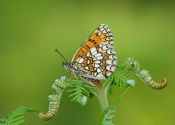 Heath Fritillary Melitaea athalia