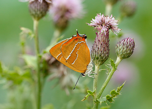 Brown Hairstreak Thecla betulae