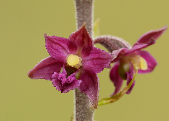 Dark Red Helleborine Epipactis atrorubens