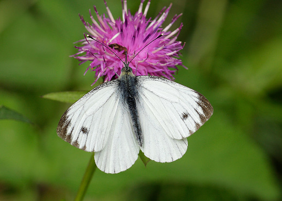 Green-veined White Pieris napi