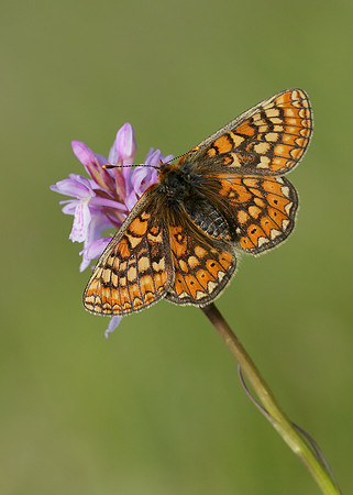 Marsh Fritillary Euphydryas aurinia