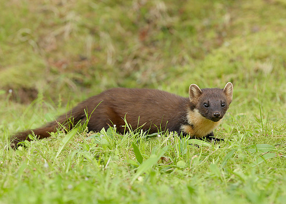 Pine Marten Martes martes