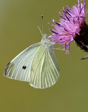 Large White Pieris brassicae