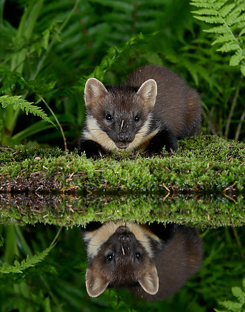 Pine Marten Martes martes