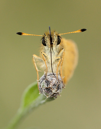 Essex Skipper Thymelicus lineola