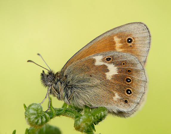Large Heath Coenonympha tullia polydama