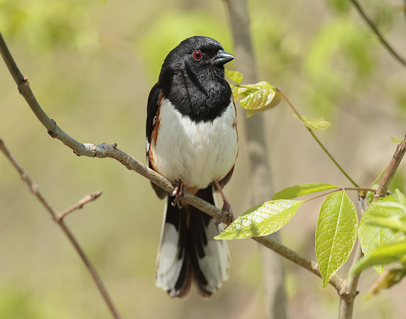 Eastern Towhee Pipilo erythrophthalmus