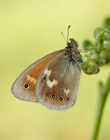 Large Heath Coenonympha tullia polydama