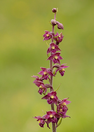 Dark Red Helleborine Epipactis atrorubens