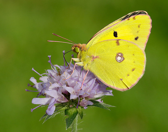 Clouded Yellow Colias croceus