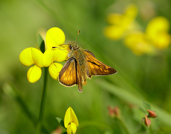 Large Skipper Ochlodes venata