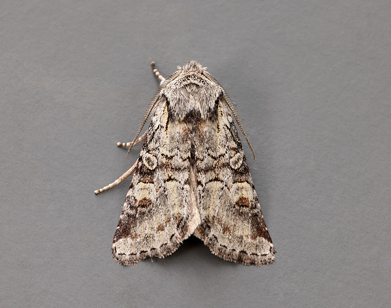 73.220 BF2225 Minor Shoulder-knot Brachylomia viminalis
