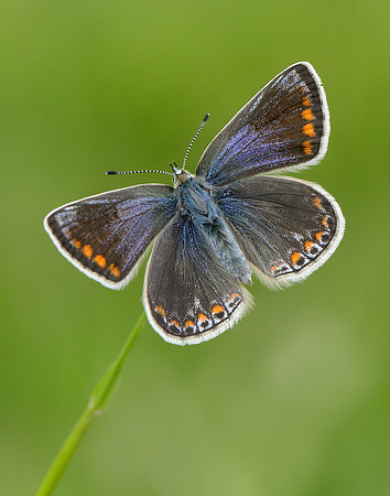 Common Blue Polyommatus icarus