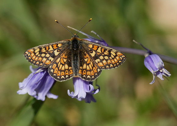 Marsh Fritillary Euphydryas aurinia