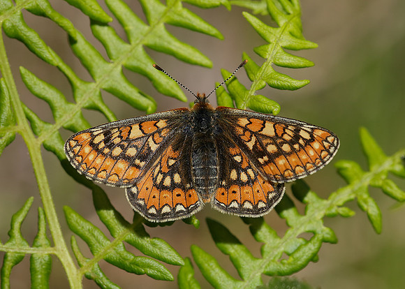 Marsh Fritillary Euphydryas aurinia