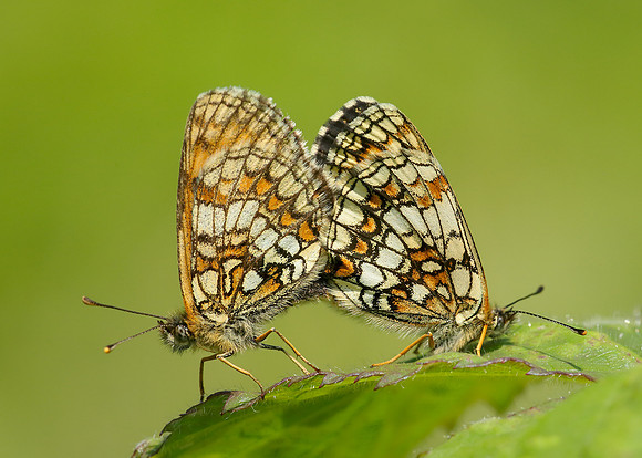 Heath Fritillary Melitaea athalia