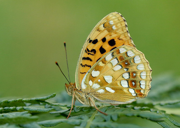 High Brown Fritillary Argynnis adippe