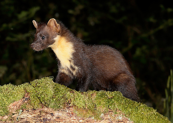 Pine Marten Martes martes