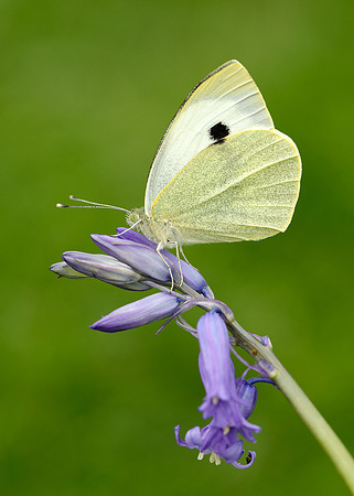 Large White Pieris brassicae