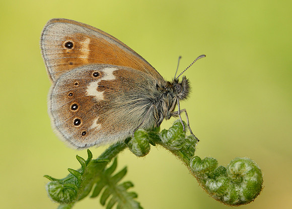 Large Heath Coenonympha tullia polydama