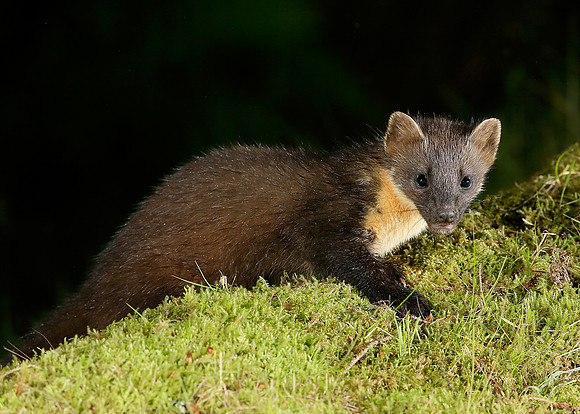 Pine Marten Martes martes