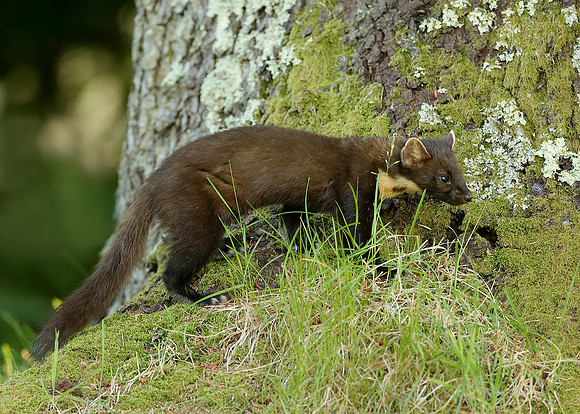 Pine Marten Martes martes