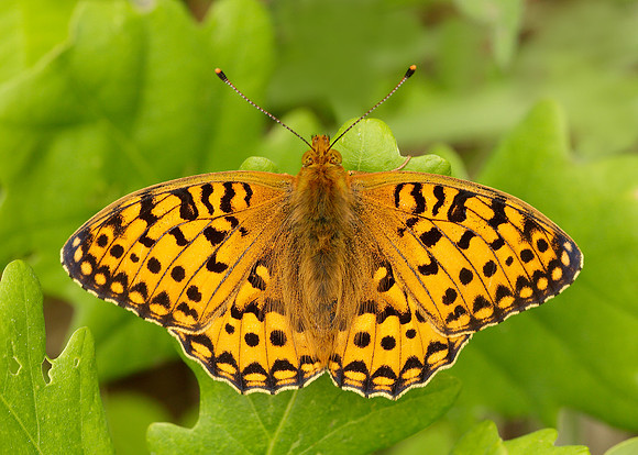 Dark Green Fritillary Argynnis aglaja