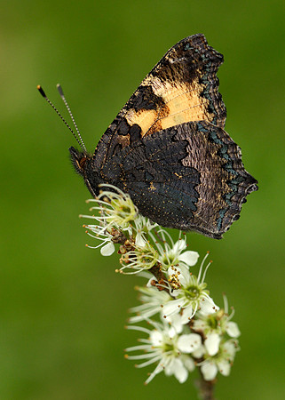 Small Tortoiseshell Aglais urticae