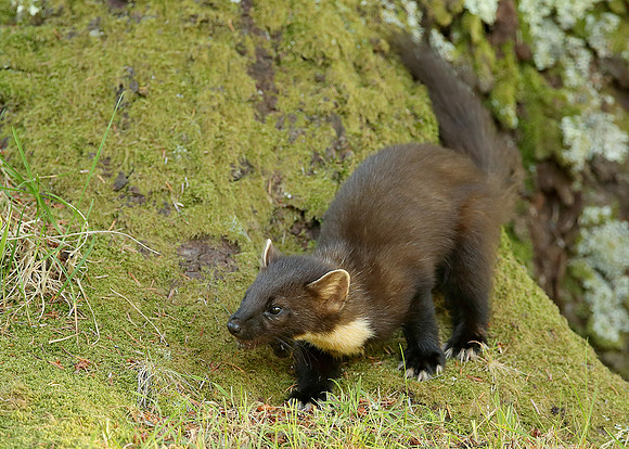 Pine Marten Martes martes