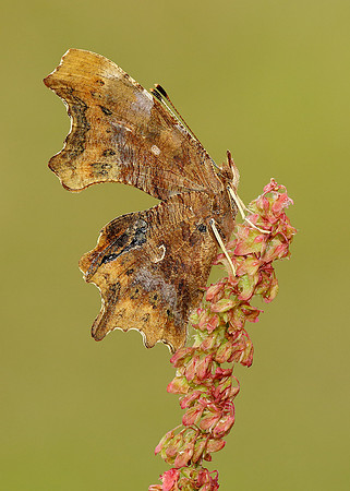 Comma Polygonia c-album