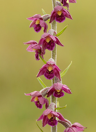 Dark Red Helleborine Epipactis atrorubens