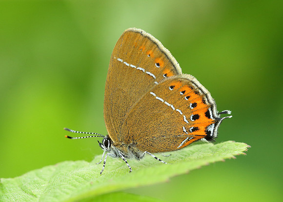 Black Hairstreak Satyrium pruni
