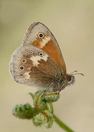 Large Heath Coenonympha tullia polydama