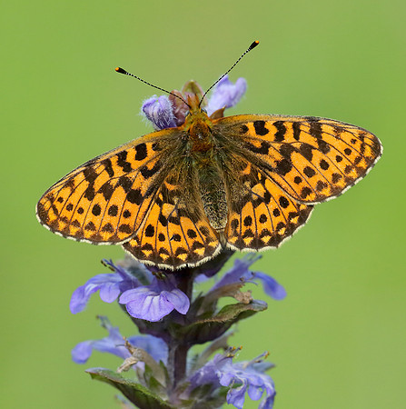 Pearl-Bordered Fritillary Boloria euphrosyne